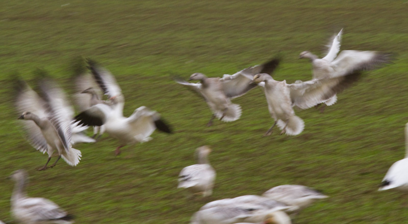 Snow Geese Landing In Field